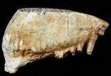 Nice Upper Jaw M Mammoth Molar - North Sea #45382-1